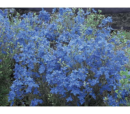 Blue Mirror Larkspur (DELPHINIUM GRAND. BLUE MIRROR)