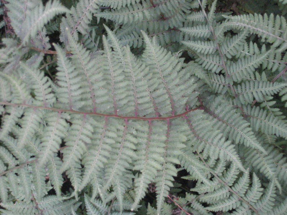 Ghost Fern (FERN -GHOST)