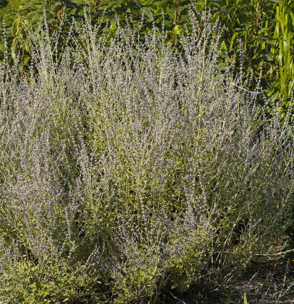 Little Spires Russian Sage (PEROVSKIA ATRIP. LITTLE SPIRES)