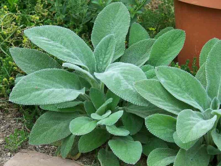 Lamb’s Ear, Woundwort (STACHYS B. HELEN VON STEIN)