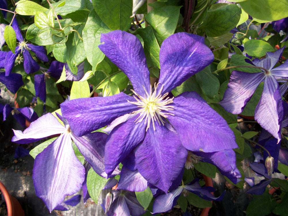 Jackmanii Clematis (CLEMATIS JACKMANII)