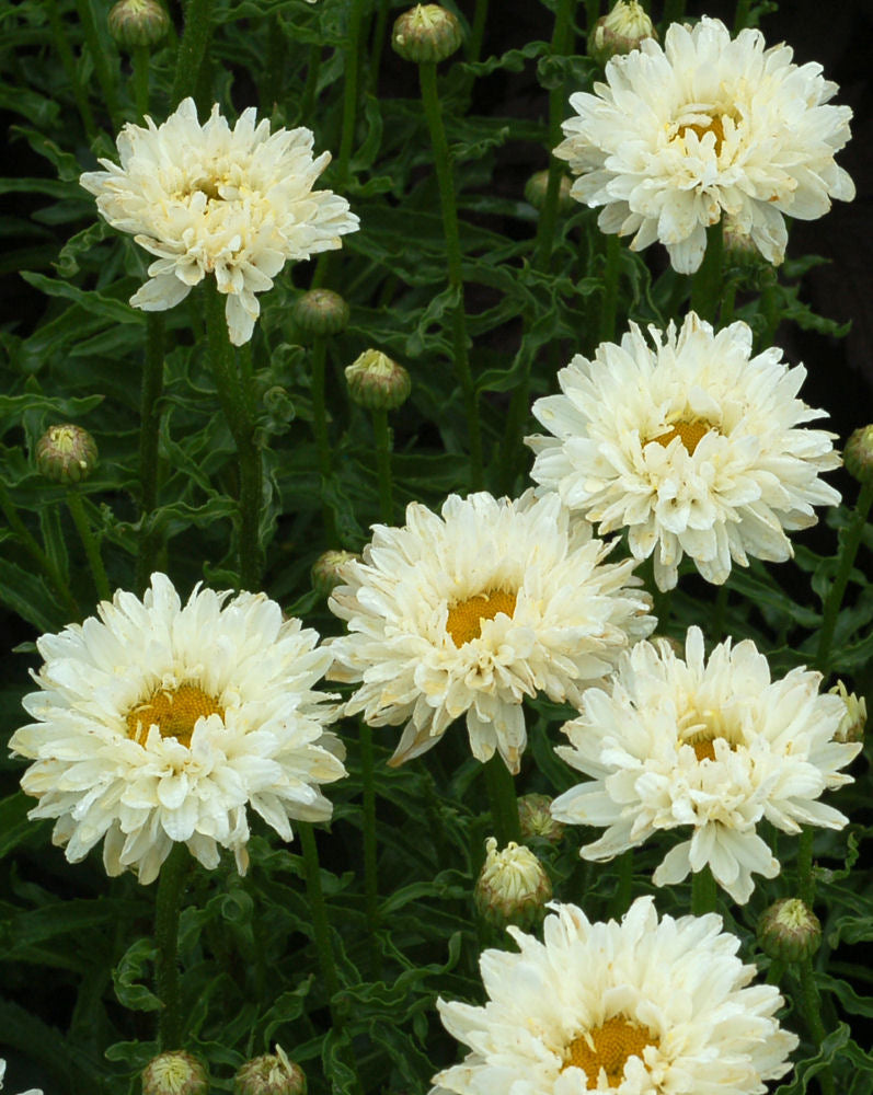 Victorian Secret Shasta Daisy (LEUCANTHEMUM X S. VICTORIAN SECRET)