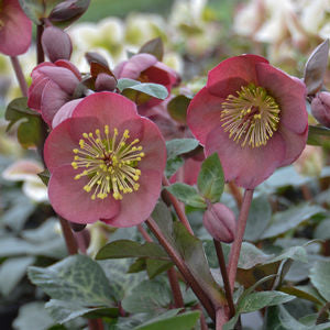 Penny's Pink® Lenten Rose (HELLEBORUS PENNYS PINK)