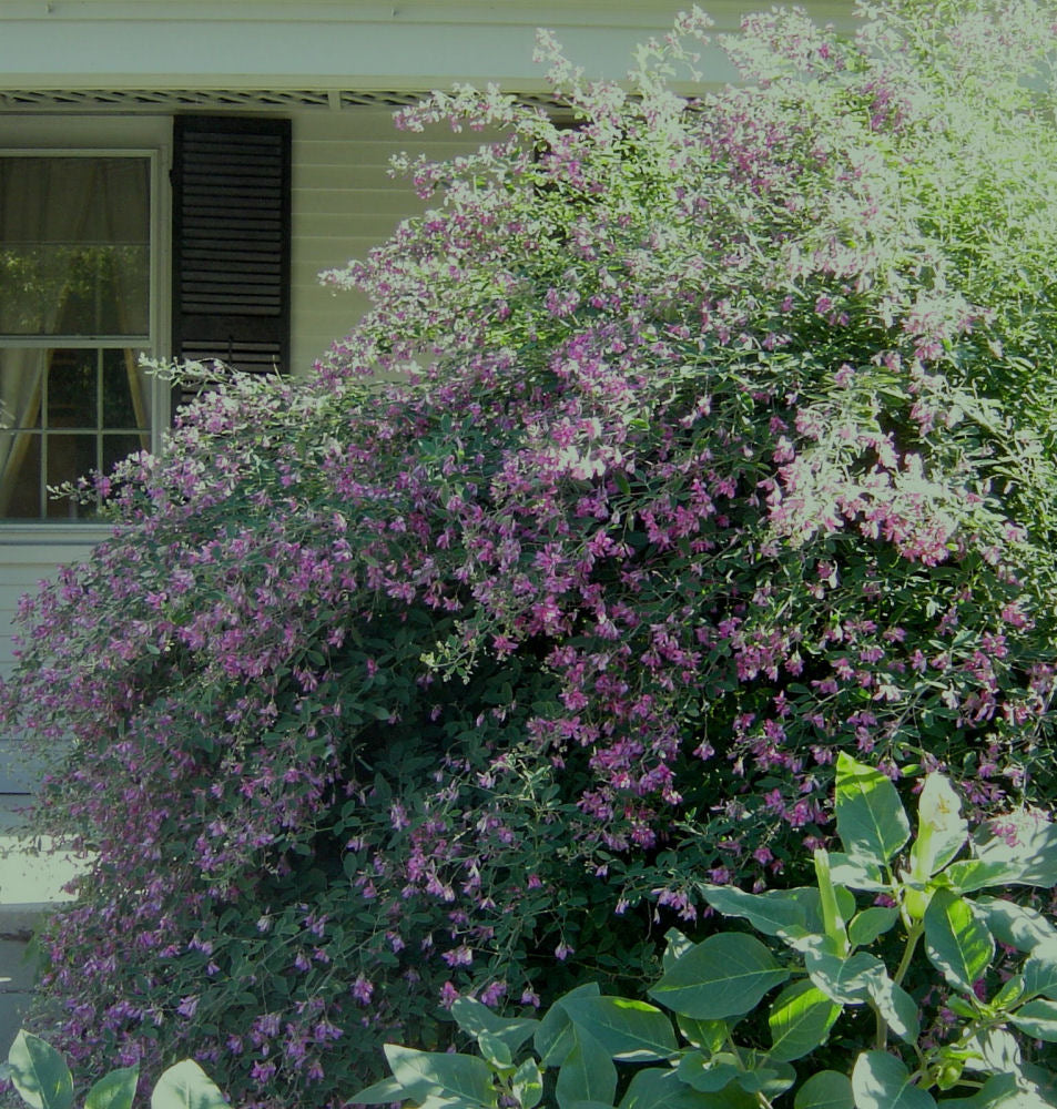 Gibraltar Bush Clover (LESPEDEZA THUNBERGII GIBRALTAR)