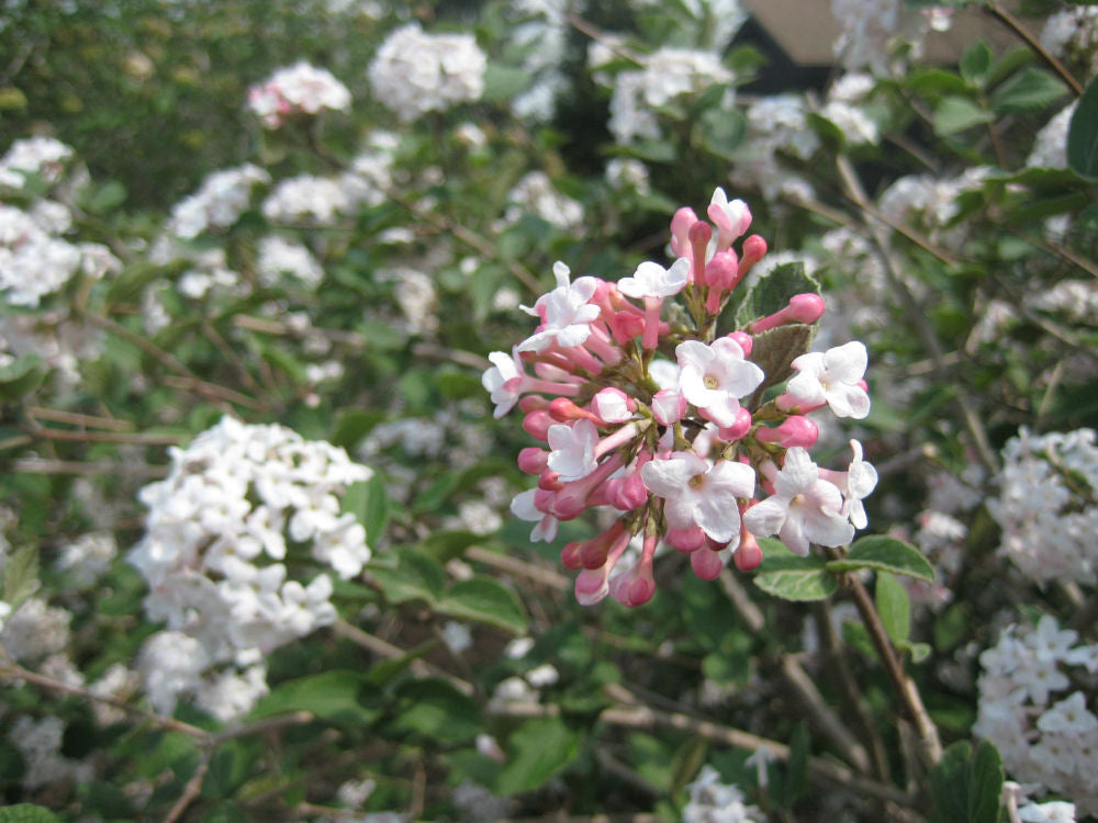 Compact Korean Spice Viburnum (VIBURNUM X CAYUGA)