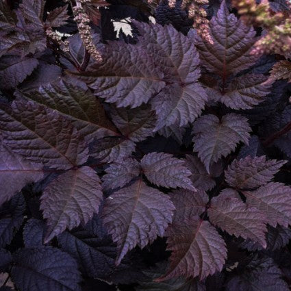 Chocolate Shogun Astilbe (ASTILBE CHOCOLATE SHOGUN)