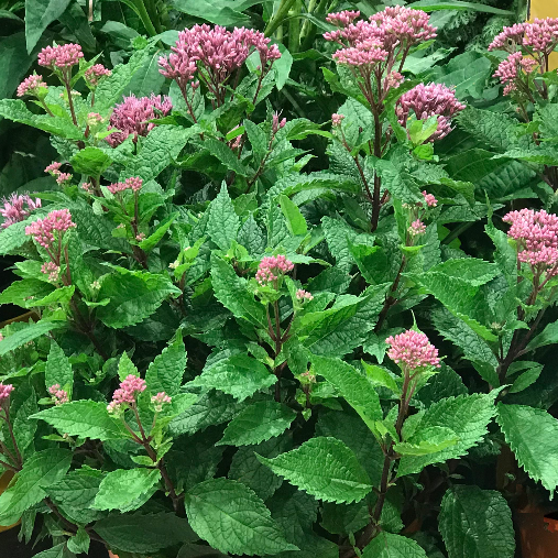 Euphoria™ Ruby Joe Pye Weed (EUPATORIUM P. EUPHORIA RUBY)