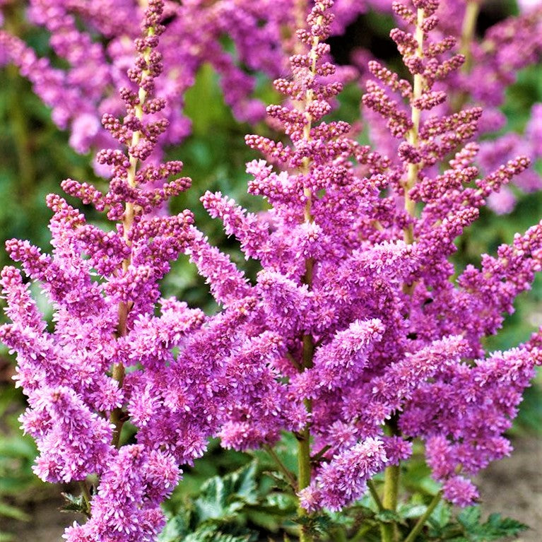 Little Vision In Purple Astilbe (ASTILBE LITTLE VISION IN PURPLE)
