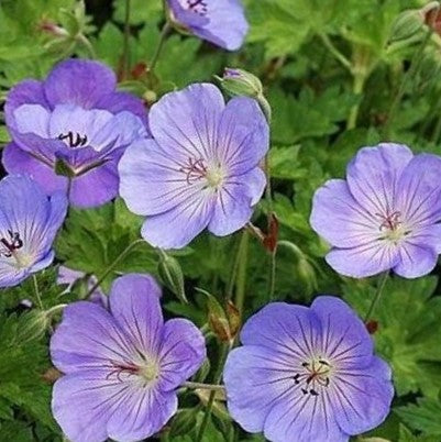 Azure Rush Cranesbill (GERANIUM AZURE RUSH)