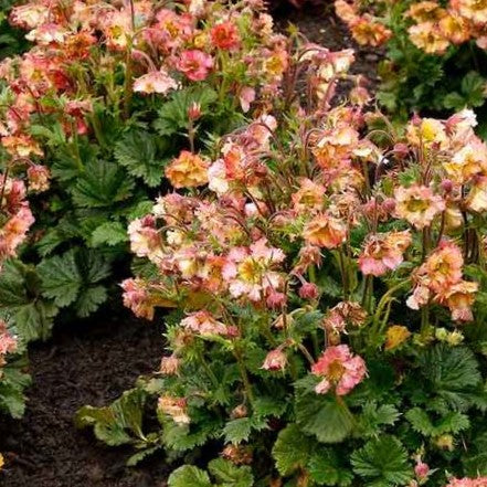 Geum Pretticoats™ Peach  (GEUM PRETTICOATS PEACH)