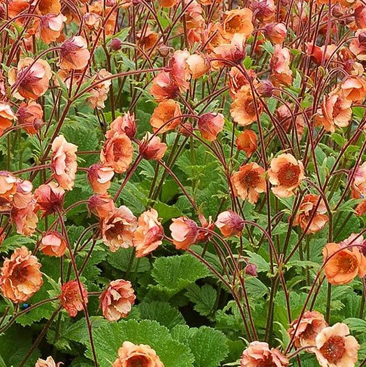 Tempo™ Orange Geum (GEUM TEMPO ORANGE)