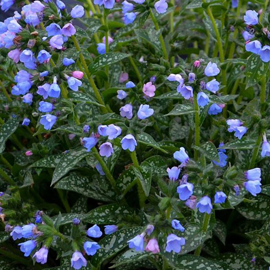 Twinkle Toes Lungwort (PULMONARIA TWINKLE TOES)