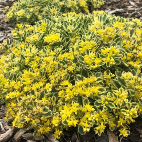 Rock 'N Low® 'Boogie Woogie' Stonecrop (SEDUM ROCK N GROW BOOGIE WOOGIE)