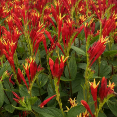 Little Redhead Indian Pink (SPIGELIA M. LITTLE REDHEAD)