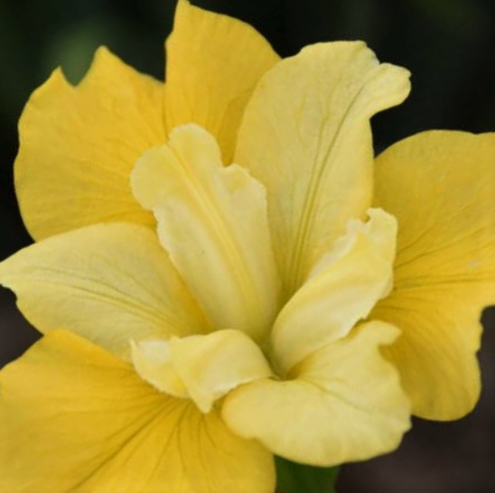 Sunfisher Siberian Iris (IRIS SIBERICA SUNFISHER)