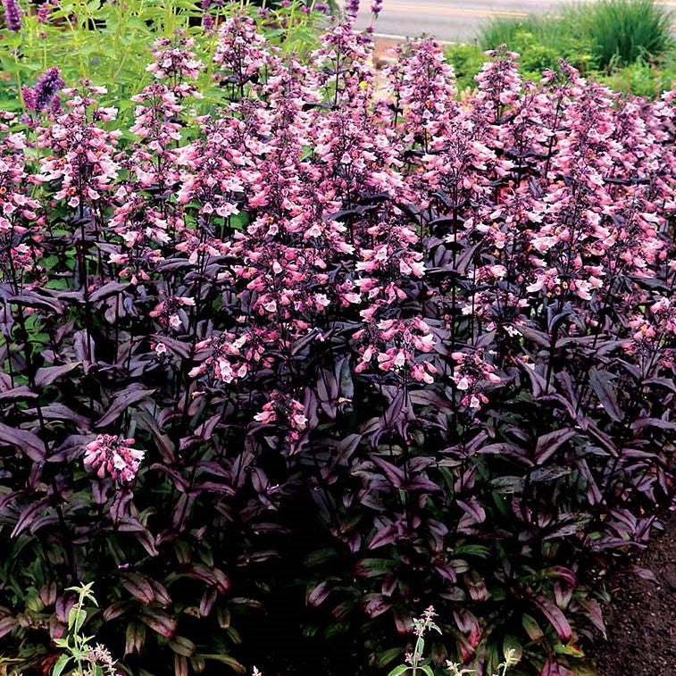 Dakota™ Burgundy Penstemon (PENSTEMON DAKOTA BURGUNDY)