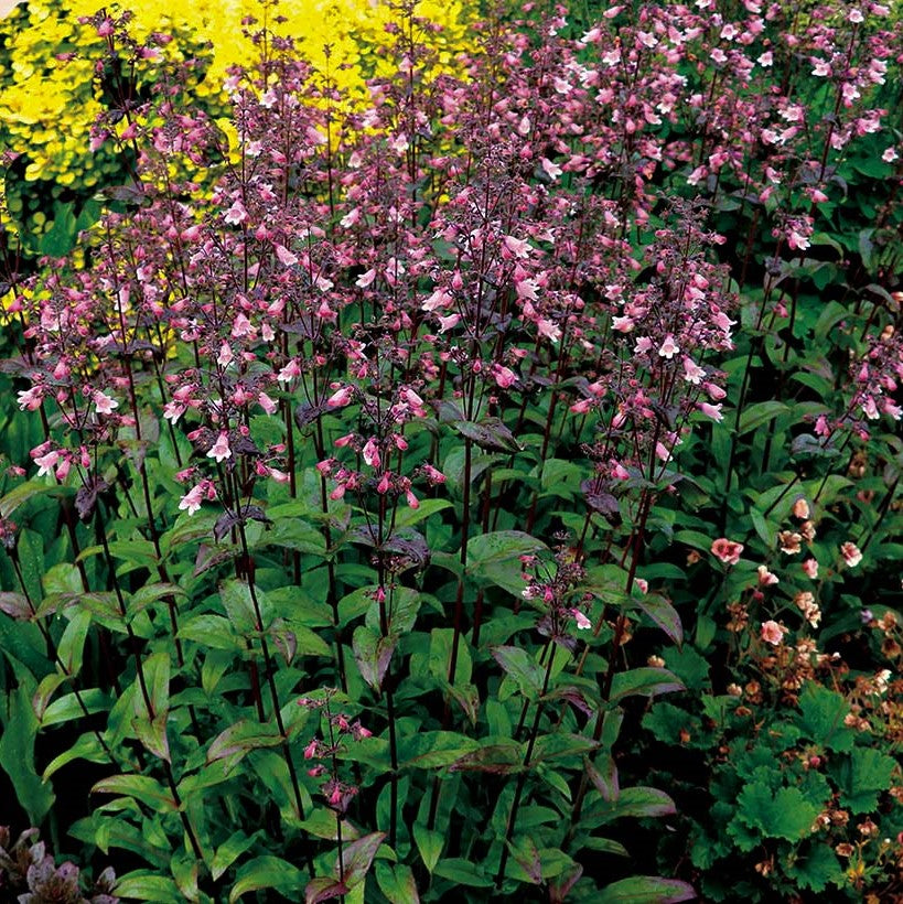 Dakota™ Verde Penstemon (PENSTEMON DAKOTA VERDE)