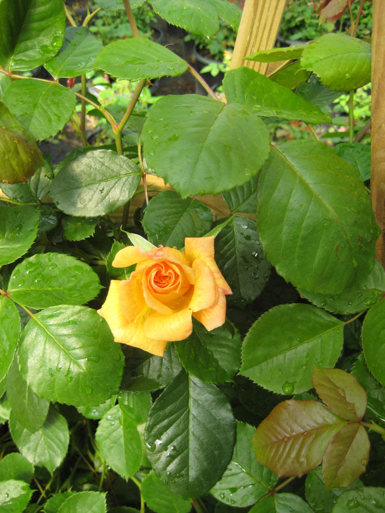 Garden Sun Climbing Rose (ROSE CL. GARDEN SUN)