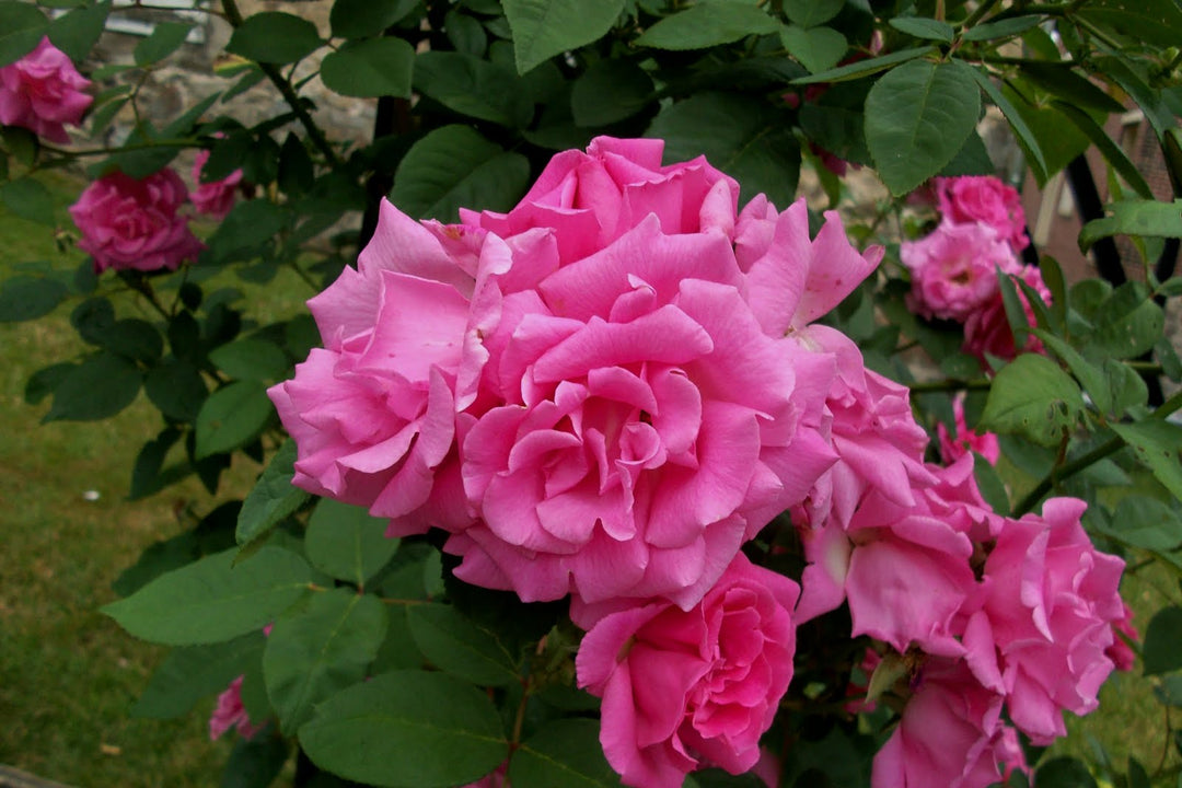 Zephirine Drouhin Climbing Rose (ROSE CL. Z. DROUHIN)