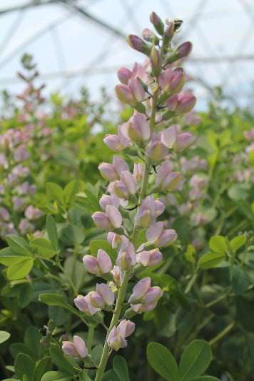 Decadence® Deluxe 'Pink Truffles' False Indigo (BAPTISIA PINK TRUFFLES)