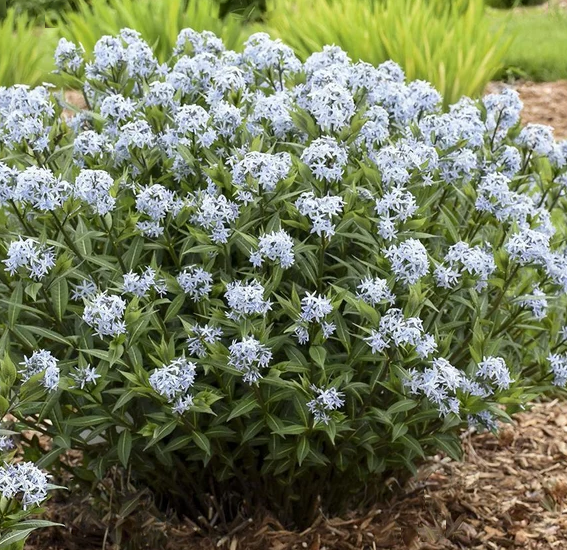 Blue Star Amsonia (AMSONIA STARSTRUCK)