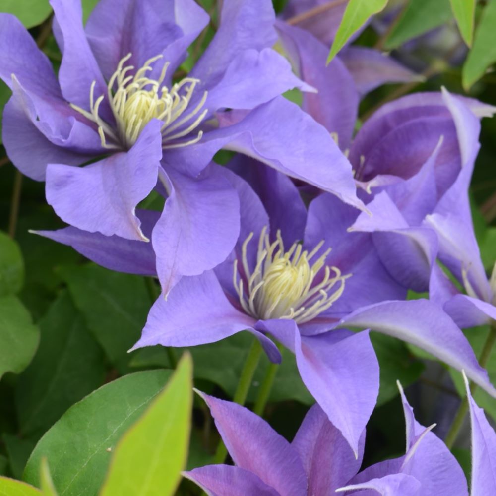 Olympia™ Clematis (CLEMATIS OLYMPIA)