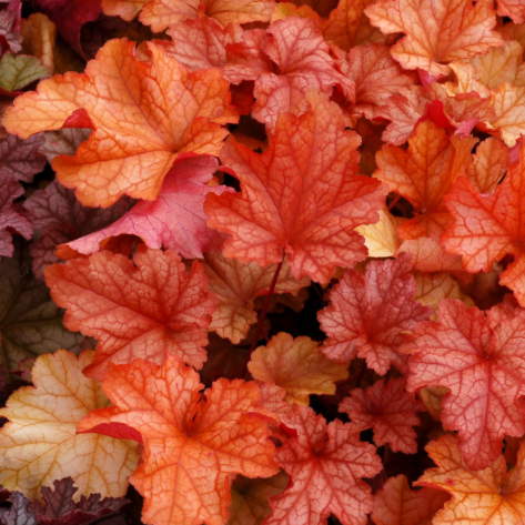 Paprika Coral Bells (HEUCHERA PAPRIKA)