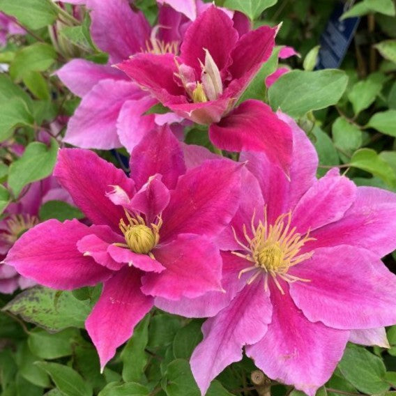 Vicki™ Clematis (CLEMATIS VICKI)