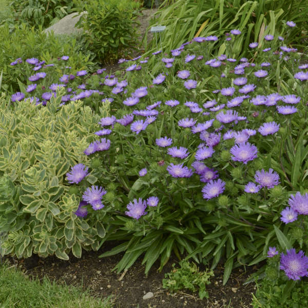 Honeysong Purple Stoke’s Aster (STOKESIA L. HONEYSONG PURPLE)