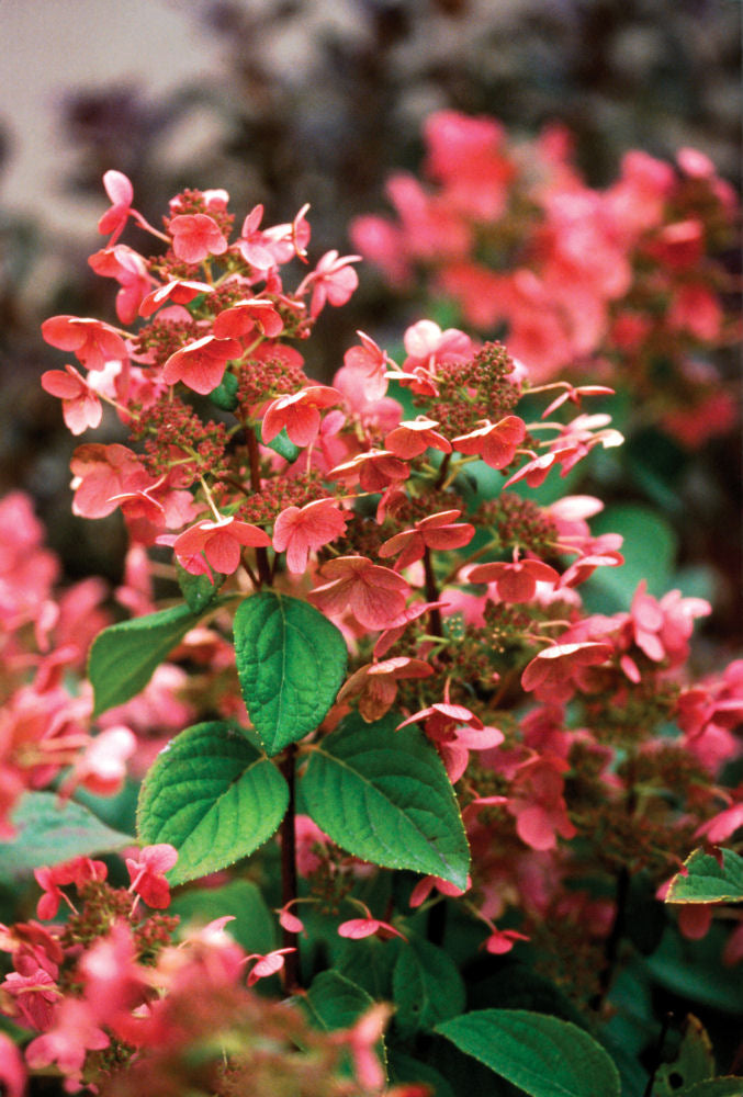 Quick Fire® Panicle Hydrangea (HYDRANGEA P QUICK FIRE)