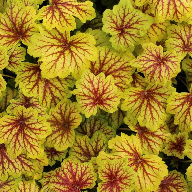 Red Lightning Coral Bells (HEUCHERA RED LIGHTNING)