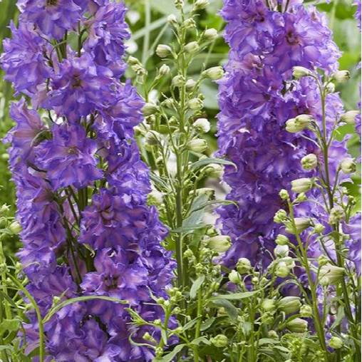 Breezin' larkspur (DELPHINIUM DEL BREEZIN)