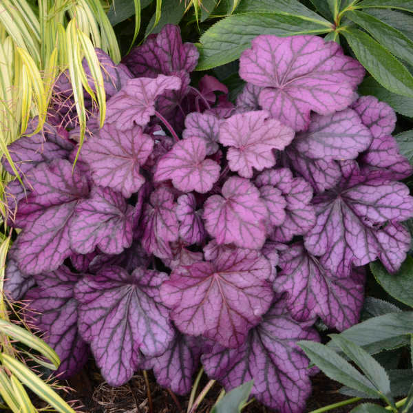 Primo® 'Wild Rose' Coral Bells (HEUCHERA WILD ROSE)