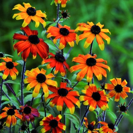 Rudbeckia Prairie Glow (Rudbeckia T. Prairie Glow)