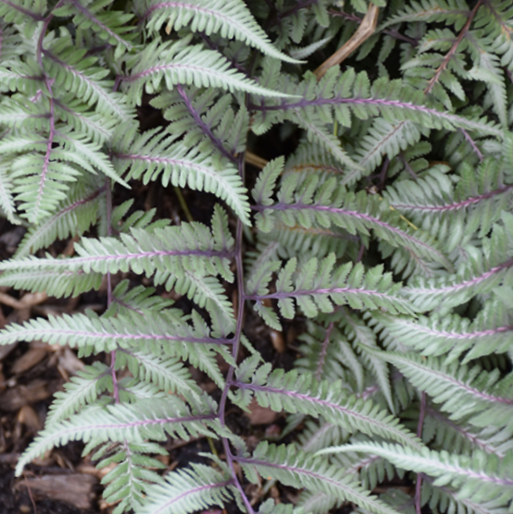 Fern Godzilla Japanese Painted (FERN -GODZILLA PAINTED)