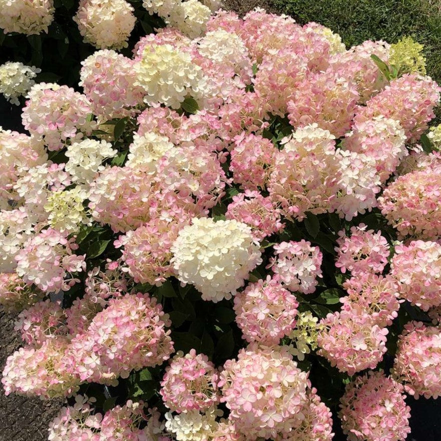 Fire Light Tidbit® Panicle Hydrangea (HYDRANGEA P FIRE LIGHT TIDBIT)