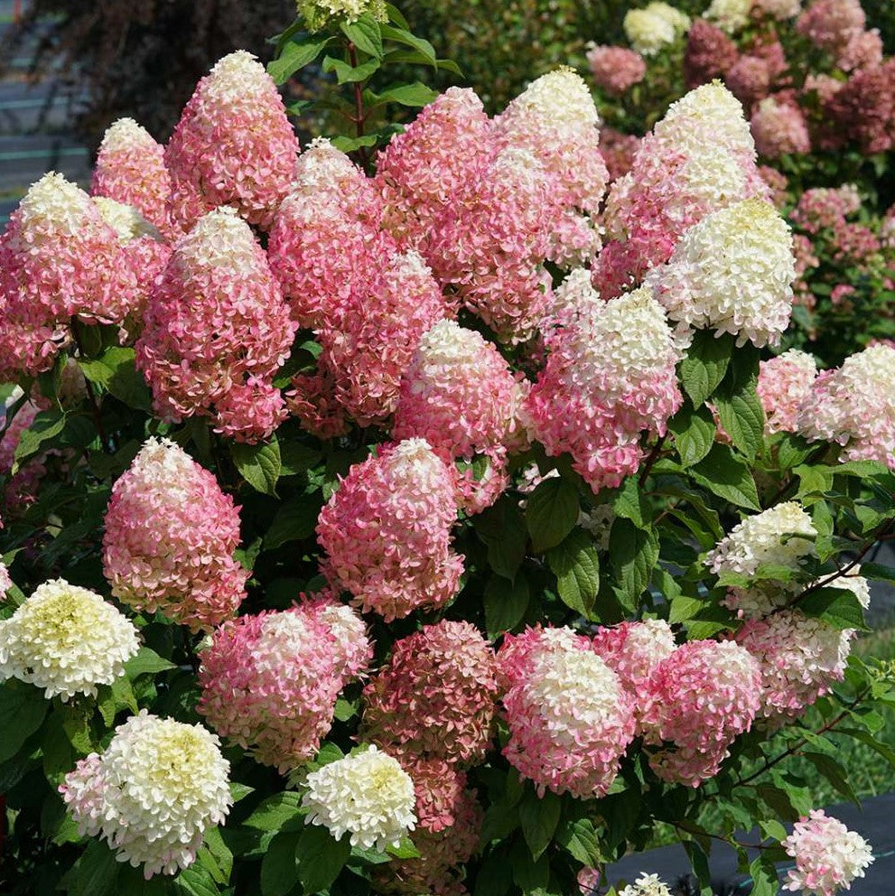 Quick Fire Fab® Panicle Hydrangea (HYDRANGEA P QUICK FIRE FAB)