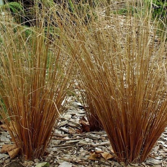 Leatherleaf Sedge (GRASS - CAREX FIREFOX)