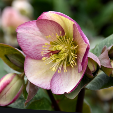 Glenda’s Gloss Lenten Rose (HELLEBORUS FROSTKISS GLENDAS GLOSS)