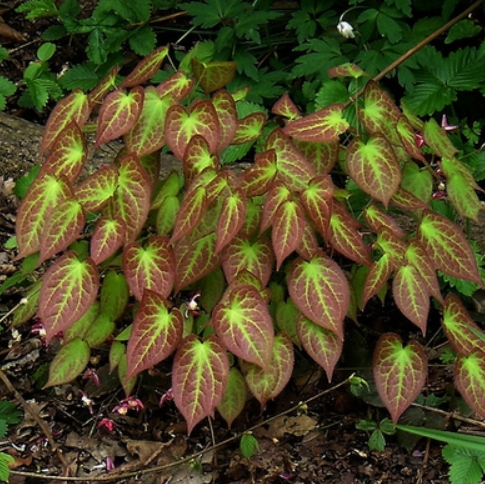 Rubrum Red Barrenwort (EPIMEDIUM X RUBRUM)