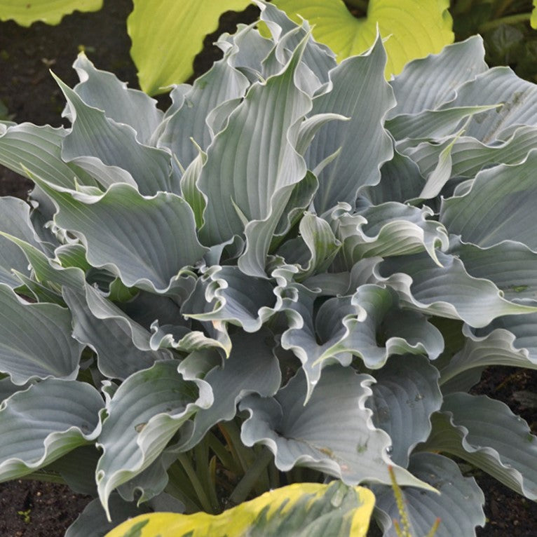 Shadowland® 'Waterslide' Hosta
(HOSTA SHADOWLAND WATERSLIDE)