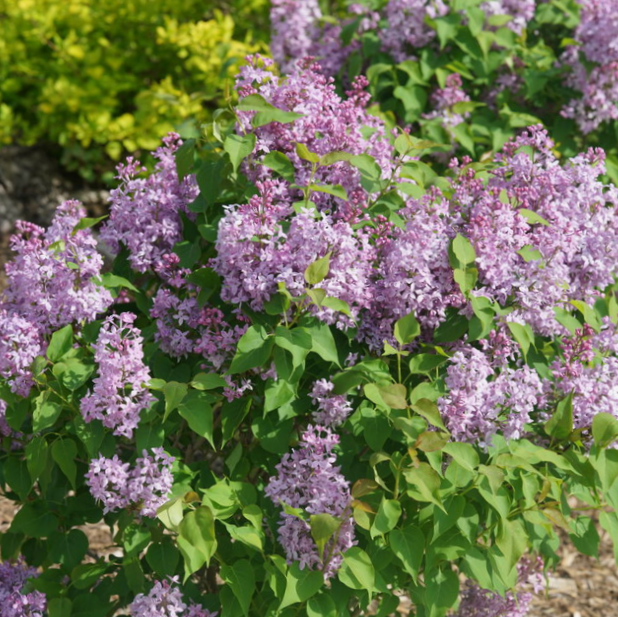 Scentara Pura® Lilac (SYRINGA X HYACIN. SCENTARA PURA)