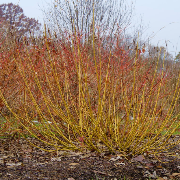 Red-Osier Dogwood
(CORNUS S. ARCTIC FIRE® YELLOW)