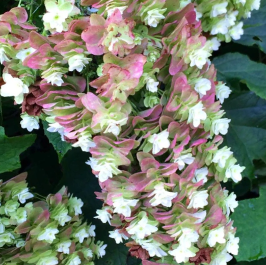 Snowcicle Oakleaf Hydrangea (HYDRANGEA QU. SNOWCICLE)