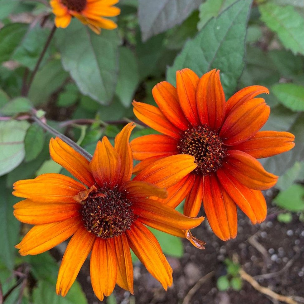 Heliopsis Bleeding Hearts (HELIOPSIS H. BLEEDING HEARTS)