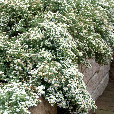 Snow Flurry Aster (ASTER ERICOIDES SNOW FLURRY)