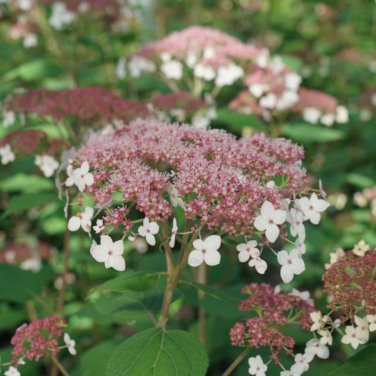 Hydrangea Pinky Pollen Ring™ (HYDRANGEA A. PINKY POLLEN RING)