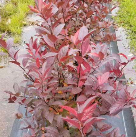 Itea Fountains of Rouge™ Virginia Sweetspire (ITEA FOUNTAINS OF ROUGE)