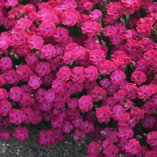 'Paint the Town Red' Pinks (DIANTHUS PAINT THE TOWN RED)