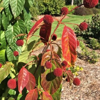 Cephalanthus Red Moon Rising™ Button Bush (CEPHALANTHUS O. CRIMSON COMET)